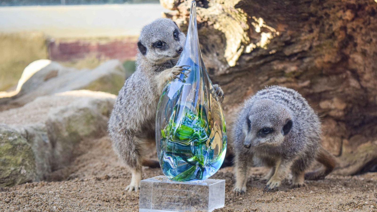 Meerkat residents are Noah's Ark Zoo Farm play with the new award